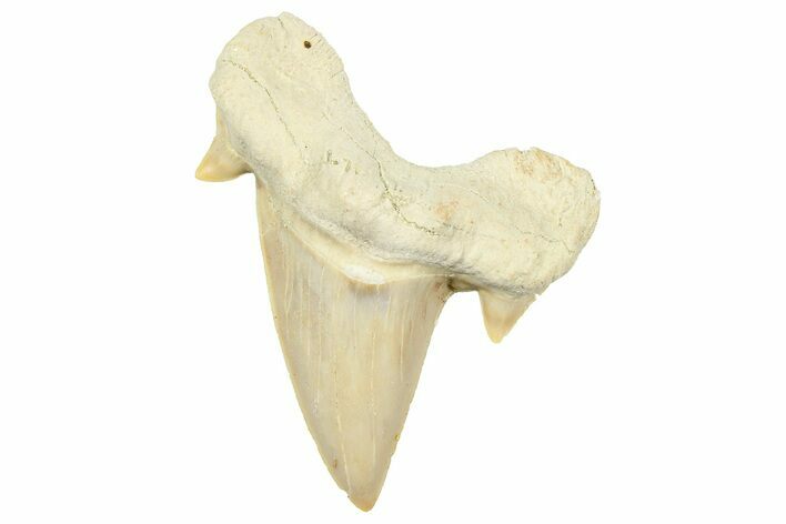 Fossil Shark Tooth (Otodus) - Morocco #353513